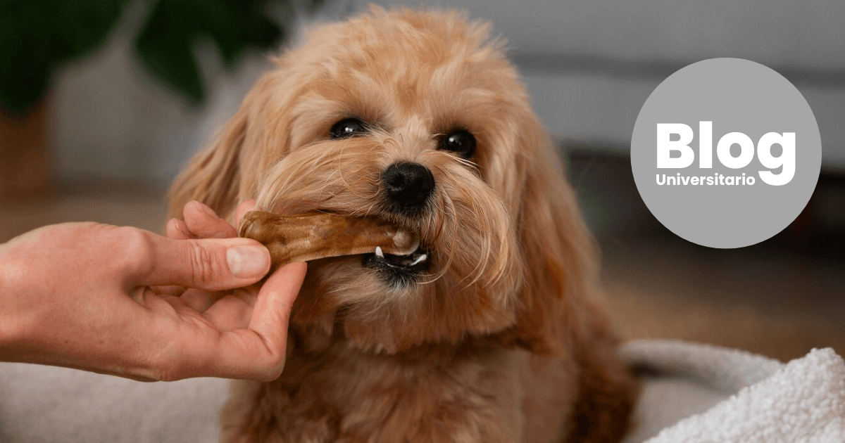 Imagen del artículo: Veterinaria: mucho más que amor por los animales