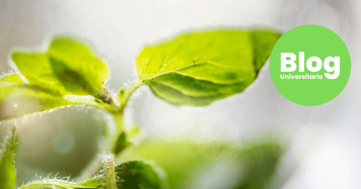 Imagen del artículo: Carreras que tienen relación con el ambiente