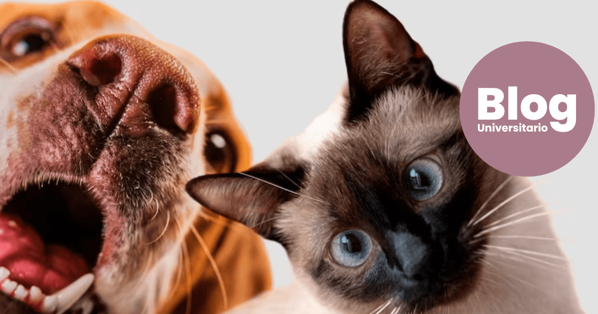 Imagen del artículo: Medicina veterinaria: todo lo que necesitás saber