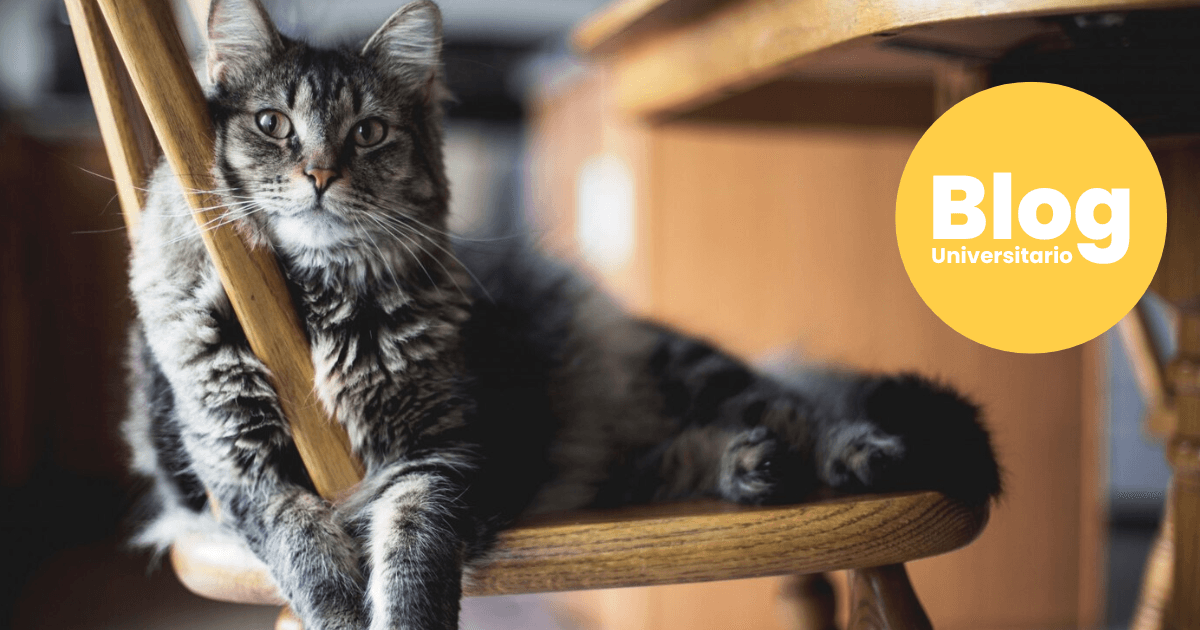 Imagen del artículo: ¿Te imaginás trabajando con animales?