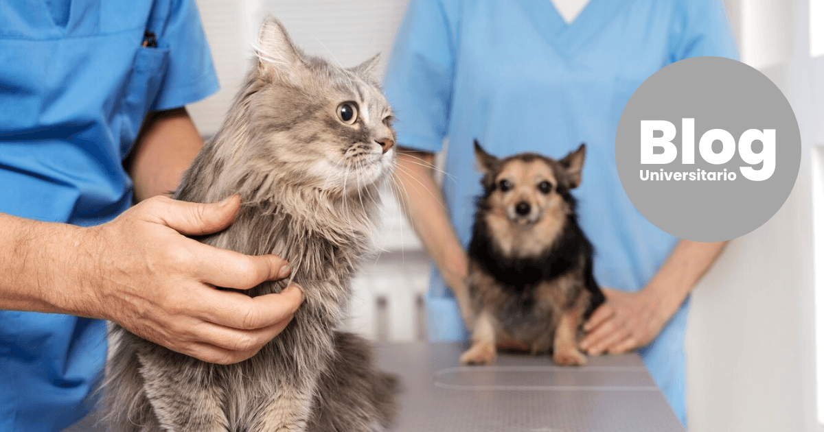 Imagen del artículo: ¿Qué aprendés cuando estudiás Veterinaria?